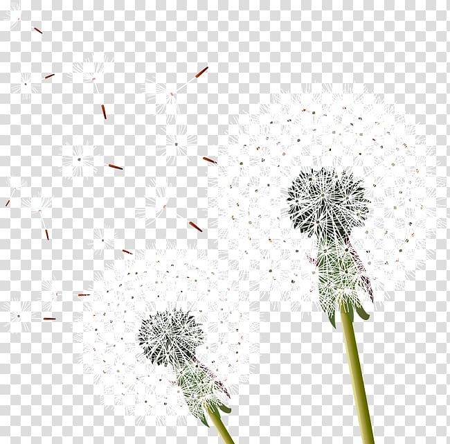 Common Dandelion Euclidean , Beautiful dandelion transparent background PNG clipart