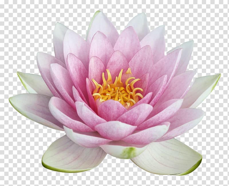 Nelumbo nucifera Egyptian lotus , flower transparent background PNG clipart
