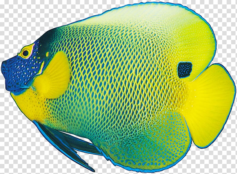 Coloring Fish Sad Fish Ornamental fish, fish transparent background PNG clipart