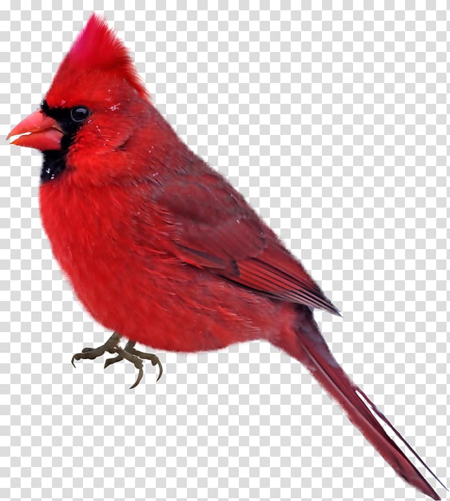 Bird Northern cardinal , Bird transparent background PNG clipart