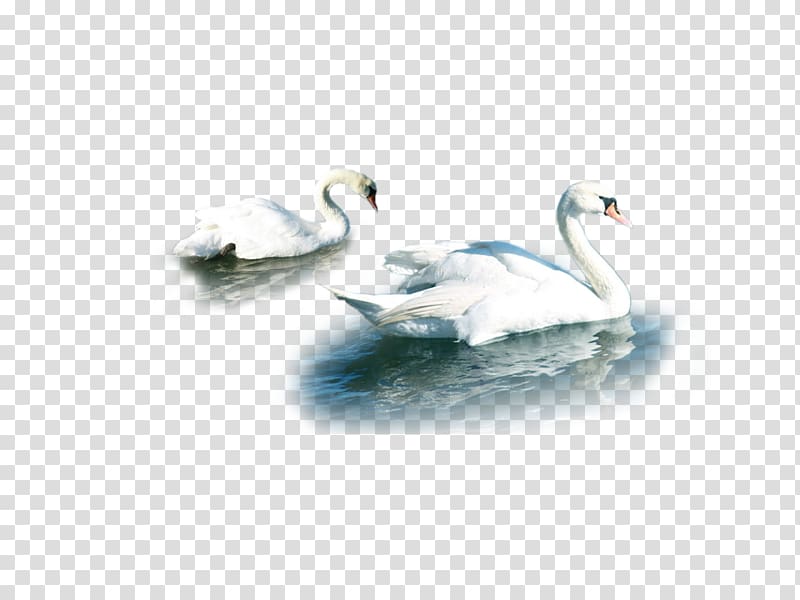 Cygnini Duck Water Beak Feather, swan transparent background PNG clipart