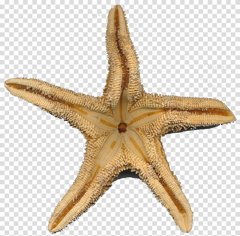Starfish Marine invertebrates Play, starfish transparent background PNG clipart