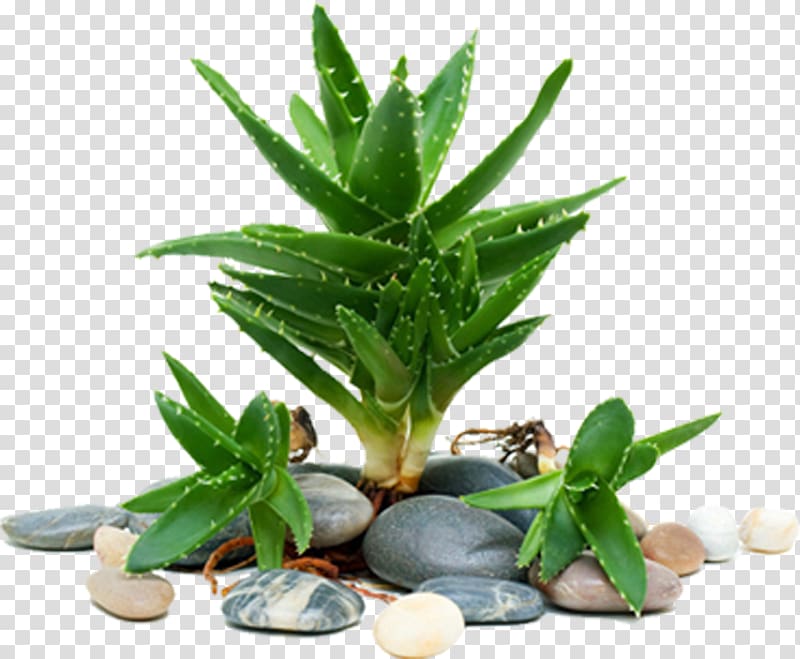 aloe vera plant, Aloe vera Light Aloe emodin Succulent plant, Aloe transparent background PNG clipart