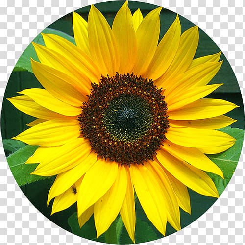 Common sunflower Tithonia Annual plant Sunflower seed, flower transparent background PNG clipart