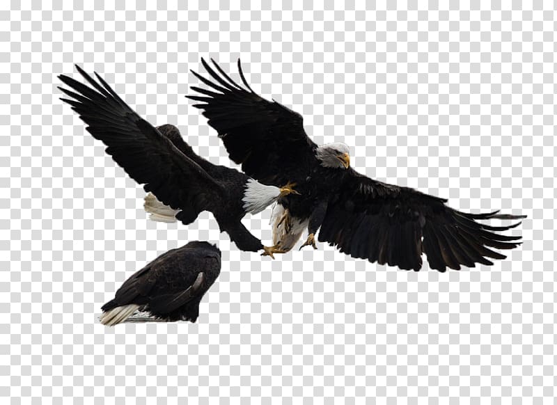 Bald Eagle White-tailed Eagle Bird, Flying in the sea transparent background PNG clipart
