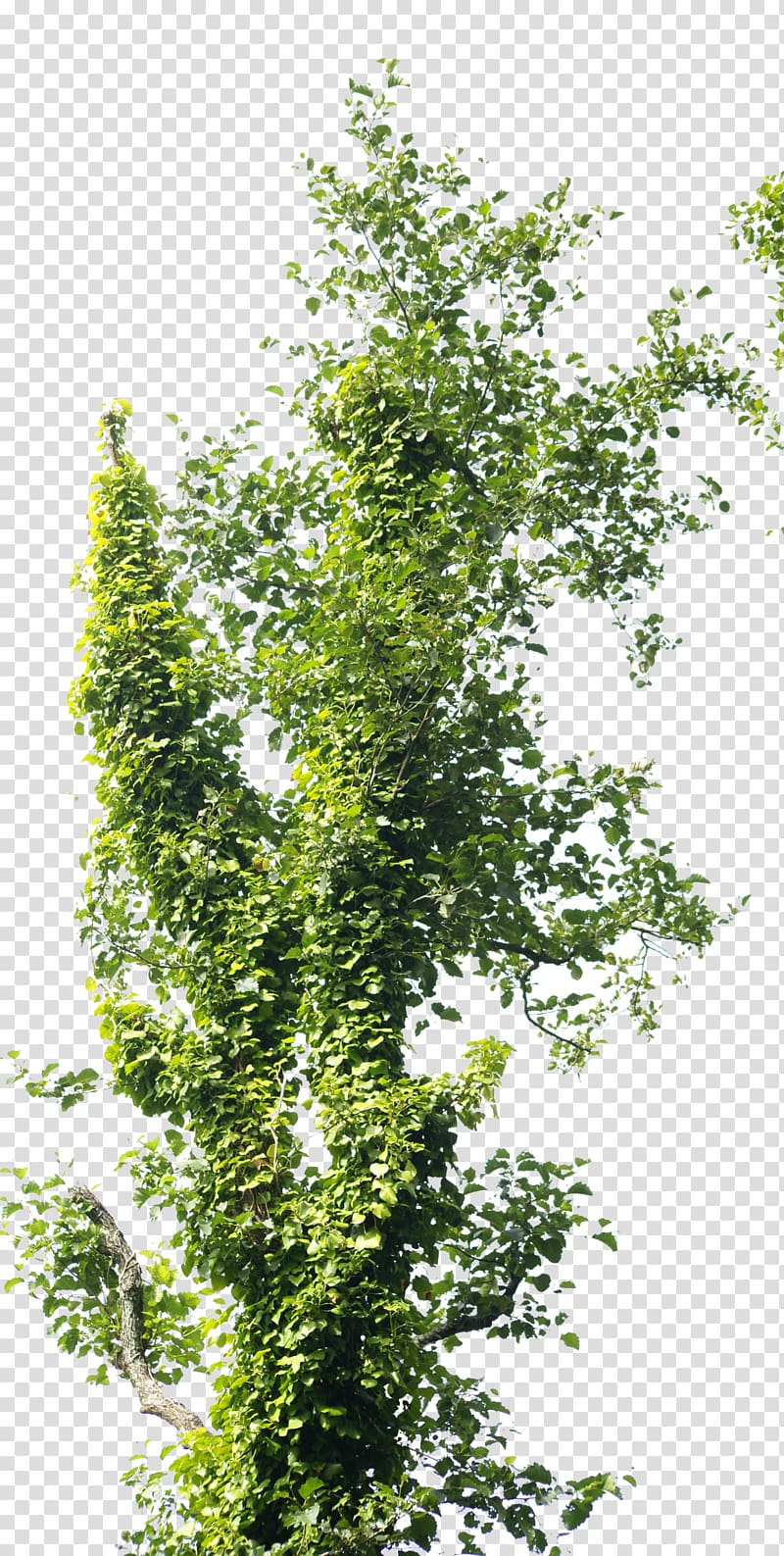 Branch Tree Trunk Reforestation, coriander transparent background PNG clipart
