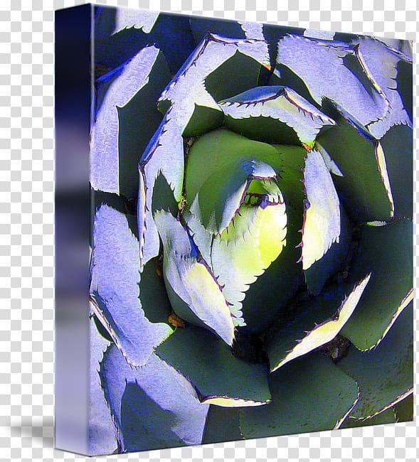 Majorelle Garden Majorelle Blue Cobalt blue Lavender Violet, watercolor succulent transparent background PNG clipart
