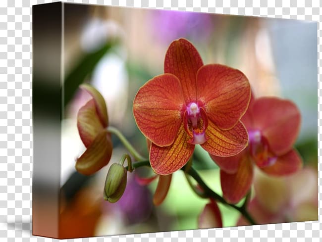 Phalaenopsis equestris Gallery wrap Canvas Art Orchids, Orange orchid transparent background PNG clipart