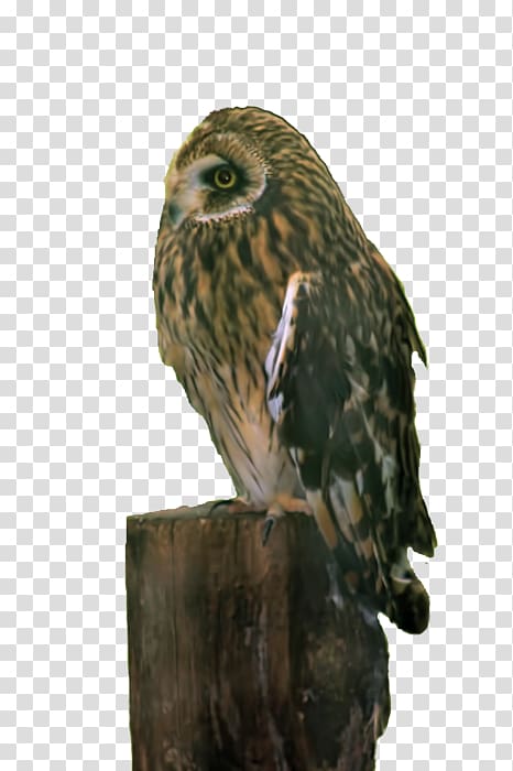 Great Grey Owl Hawk Beak, Pamela transparent background PNG clipart