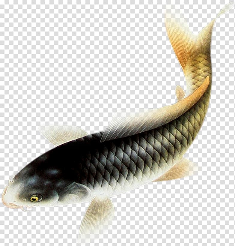 Carassius auratus Fish Relief 3D computer graphics, fish transparent background PNG clipart