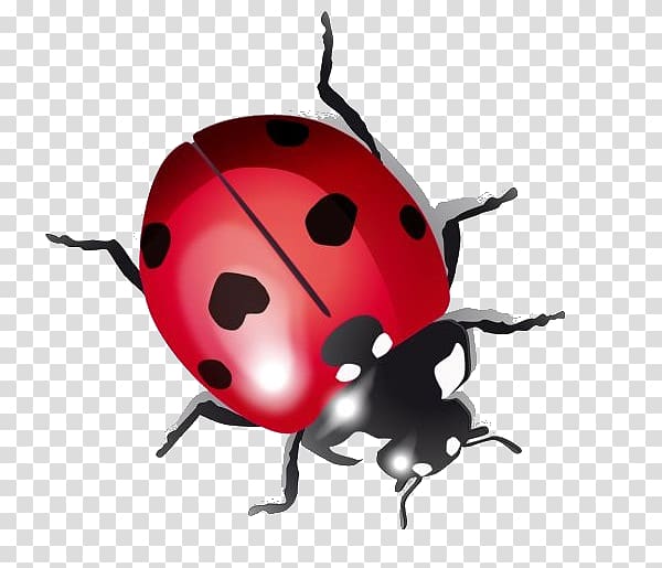 Ladybird beetle Drawing, beetle transparent background PNG clipart