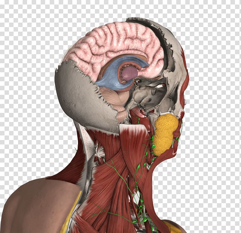 Brain Lead Organ Atomic number Human behavior, anatomy transparent background PNG clipart
