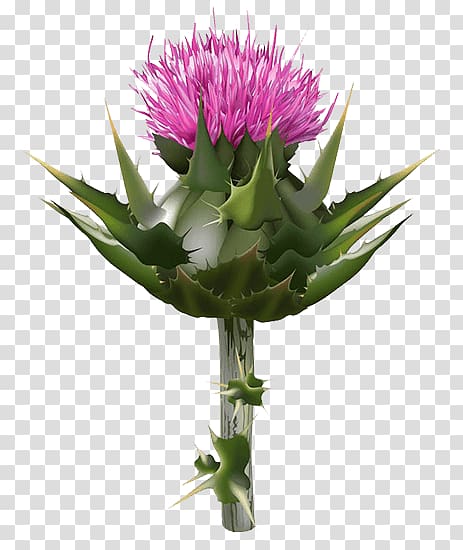 Milk thistle Silibinin, others transparent background PNG clipart
