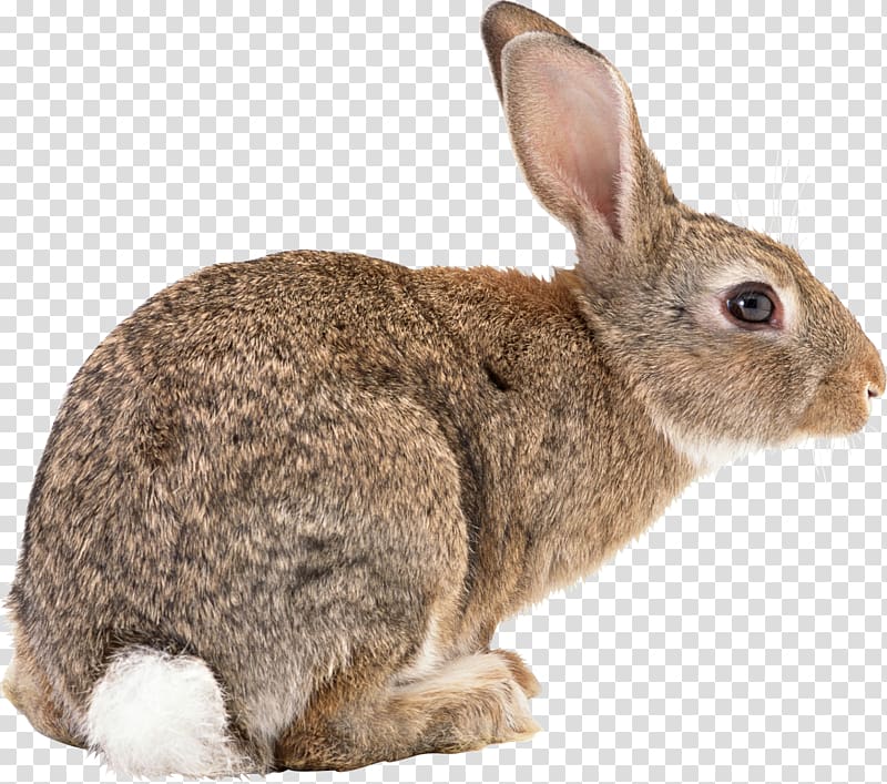 Flemish Giant rabbit Rex rabbit Holland Lop, rabbit transparent background PNG clipart