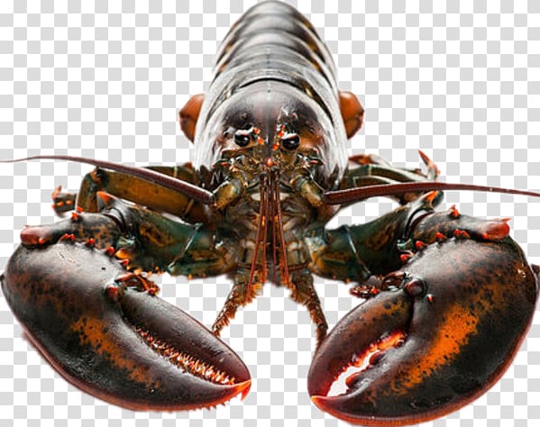 American lobster Homarus gammarus California spiny lobster Seafood, Lobster seafood transparent background PNG clipart