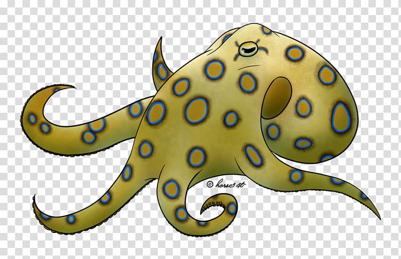 Greater blue-ringed octopus Drawing Giant Pacific octopus, Greater Blueringed Octopus transparent background PNG clipart
