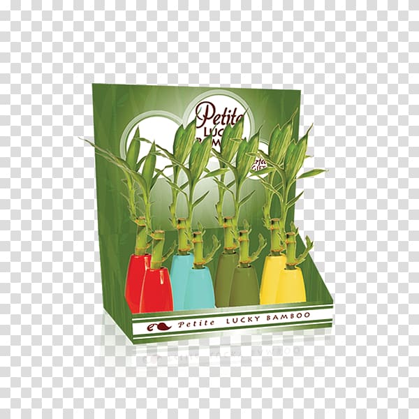 Lucky bamboo Plant Flowerpot, lucky bamboo transparent background PNG clipart