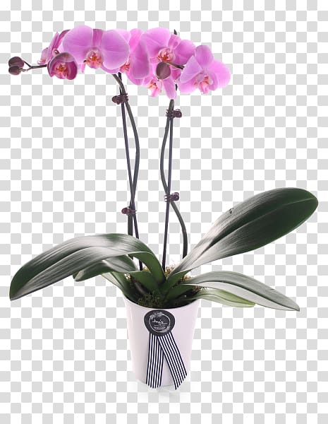 Moth orchids Cattleya orchids Plant stem Cut flowers, Moth Orchids transparent background PNG clipart