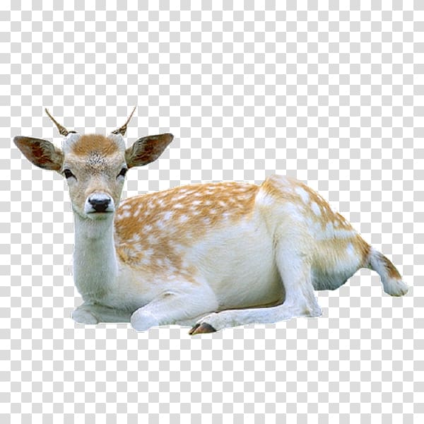 brown deer, Reindeer Roe deer Red deer Tiger, Tummy deer transparent background PNG clipart