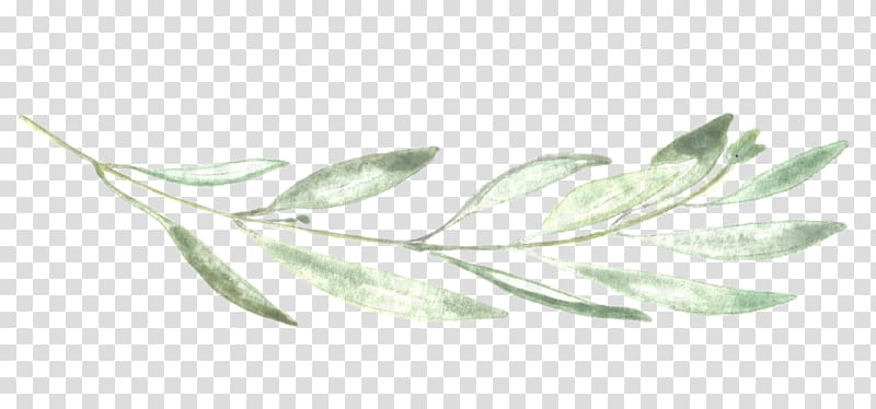 green leaf illustration, grapher Chalk Leaf Neva Michelle , eucalyptus transparent background PNG clipart