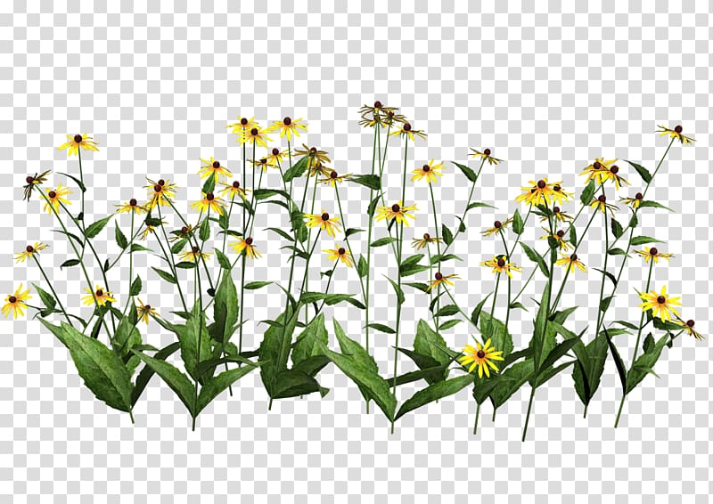 Plant Wildflower , chamomile transparent background PNG clipart