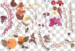 Dry flower elements transparent background PNG clipart