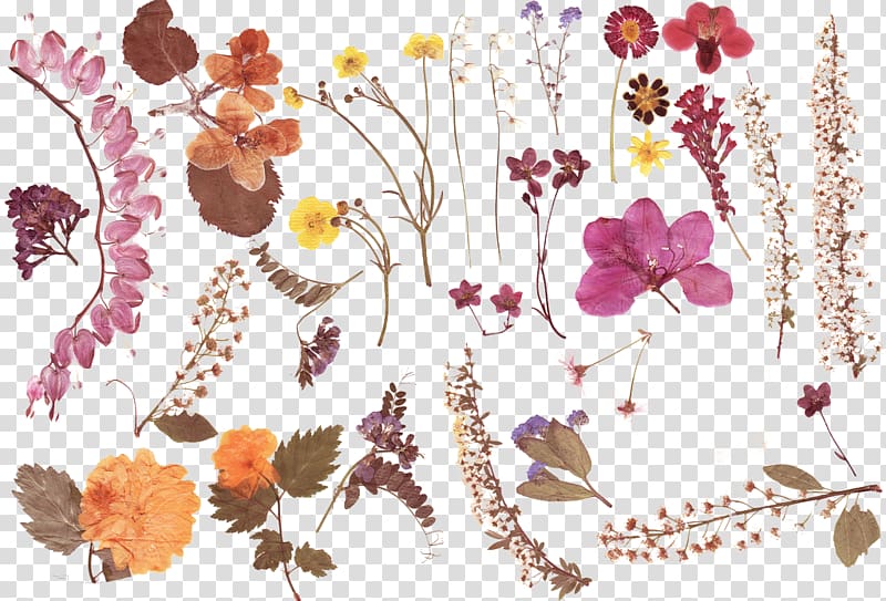 assorted flowers illustration, Dried material transparent background PNG clipart