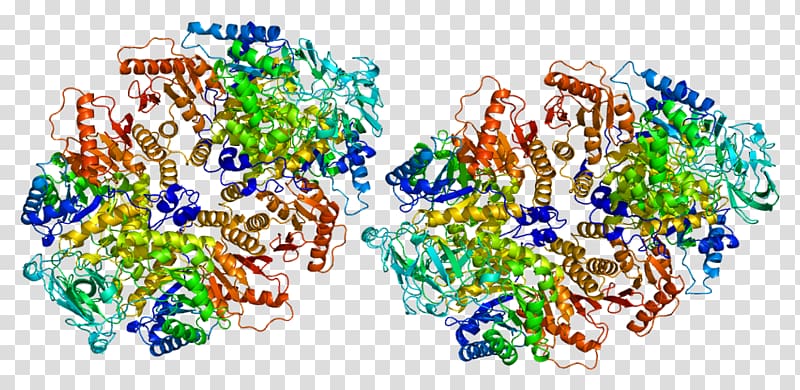 PKM2 Pyruvate kinase Enzyme Protein kinase, others transparent background PNG clipart