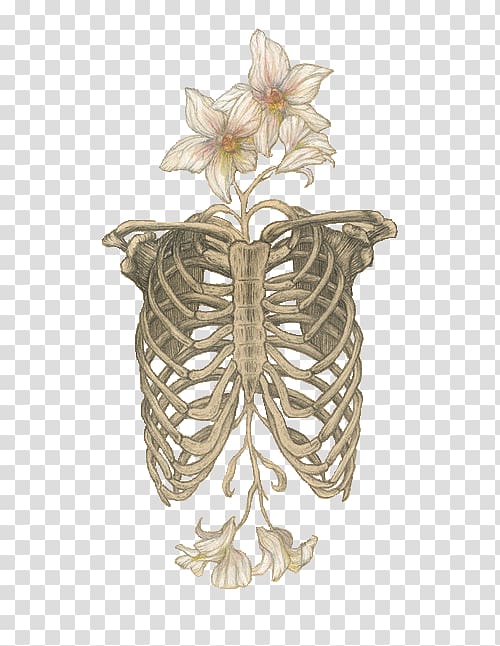 Human skeleton Anatomy Skull Rib cage, flower bones transparent background PNG clipart