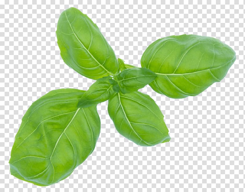 green spinach leaves illustration, Lemon basil Italian cuisine Toast Vegetable, basil transparent background PNG clipart