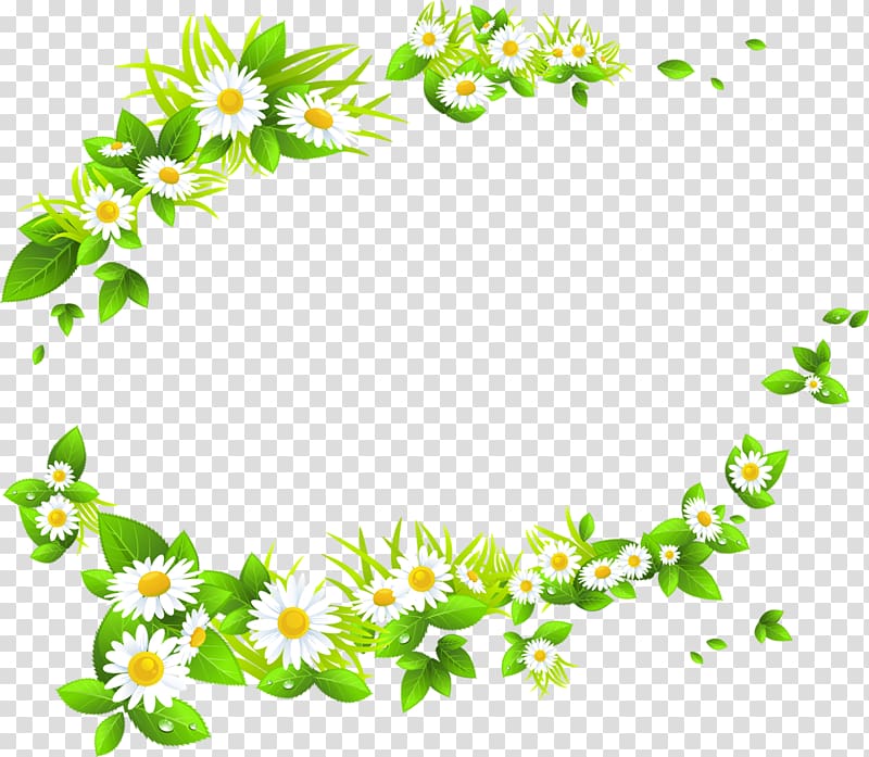 Roman chamomile Flower , camomile transparent background PNG clipart