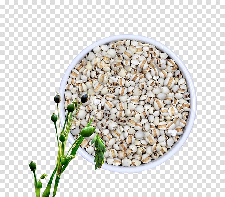 Adlay Food Rice Moisture Seed, Barley transparent background PNG clipart