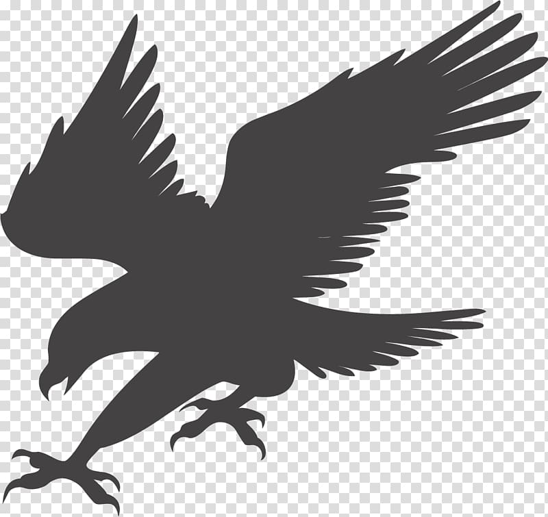 Bald Eagle , Eagle hunting transparent background PNG clipart