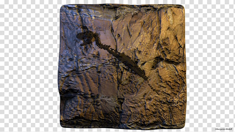 Tyrannosaurus /m/083vt Rock Outcrop Wall, t rex skeleton transparent background PNG clipart