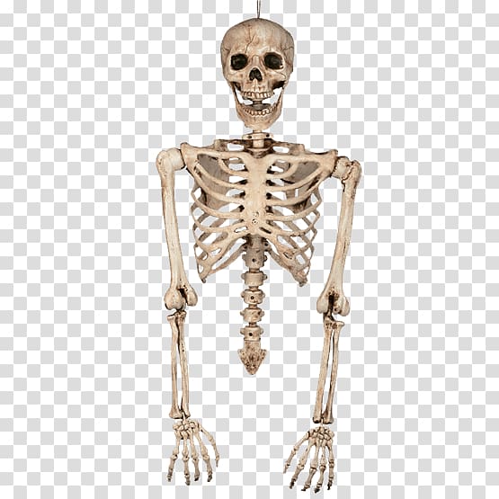 Human skeleton Bone Torso Human body, Skeleton transparent background PNG clipart