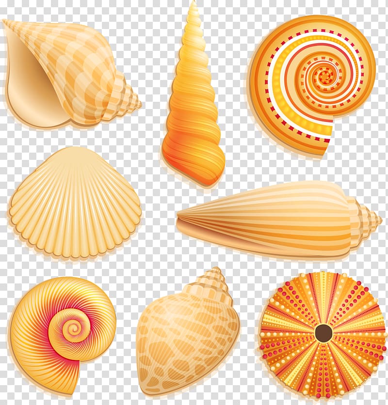 Seashell Beach , seashell transparent background PNG clipart