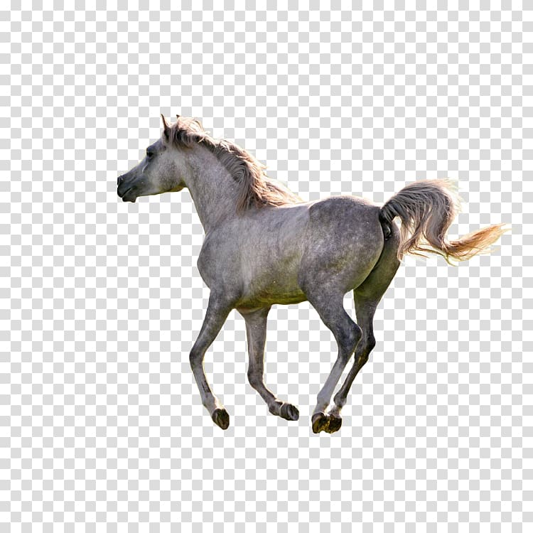 American Paint Horse Rocky Mountain Horse Colt Pony , Running horse transparent background PNG clipart