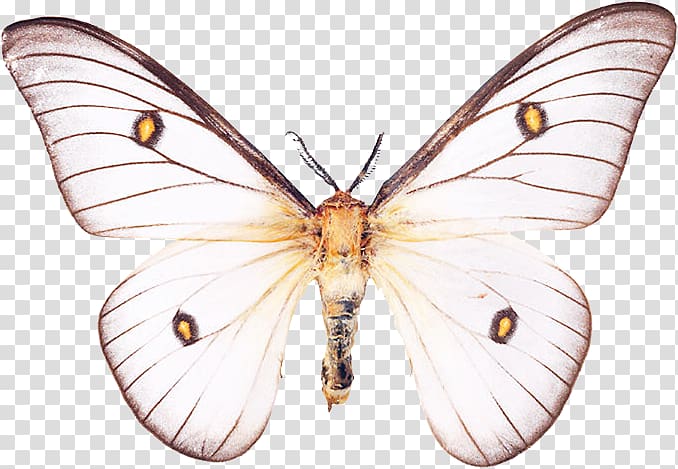Nymphalidae Pieridae Lycaenidae Butterfly Moth, butterfly transparent background PNG clipart