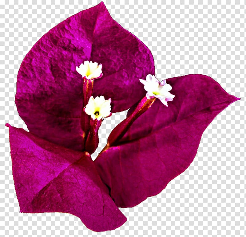 Bougainvillea Bougainville Island Drawing , bougainvillea transparent background PNG clipart