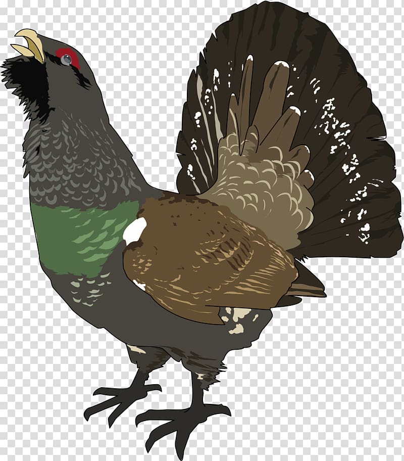 Bird Western capercaillie Grouse , grand transparent background PNG clipart