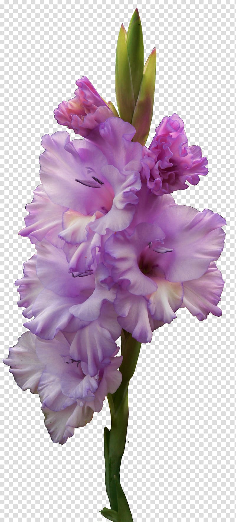 Gladiolus murielae Flower Bulb, gladiolus transparent background PNG clipart