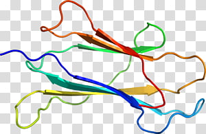 Line Point Organism , line transparent background PNG clipart thumbnail