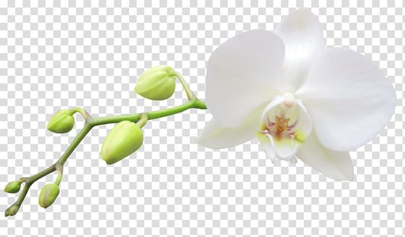 Moth orchids White Haiku: An Anthology of Japanese Poems , Large White Orchid , white orchid transparent background PNG clipart