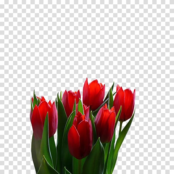 Tulip Floristry Cut flowers Petal, tulip transparent background PNG clipart