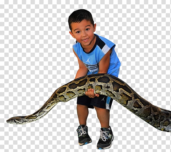 Venomous snake , anaconda transparent background PNG clipart