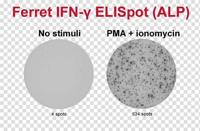 ELISPOT Granzyme Assay B cell T cell, others transparent background PNG clipart