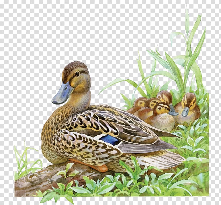 cartoon wild duck family transparent background PNG clipart