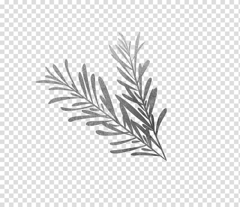 Black and white Drawing Rosemary Sketch, biological rosemary grass transparent background PNG clipart