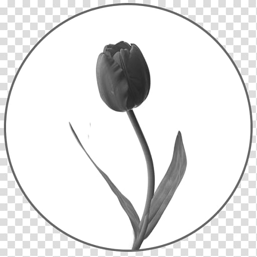 Black and white Monochrome Flower, tulips transparent background PNG clipart