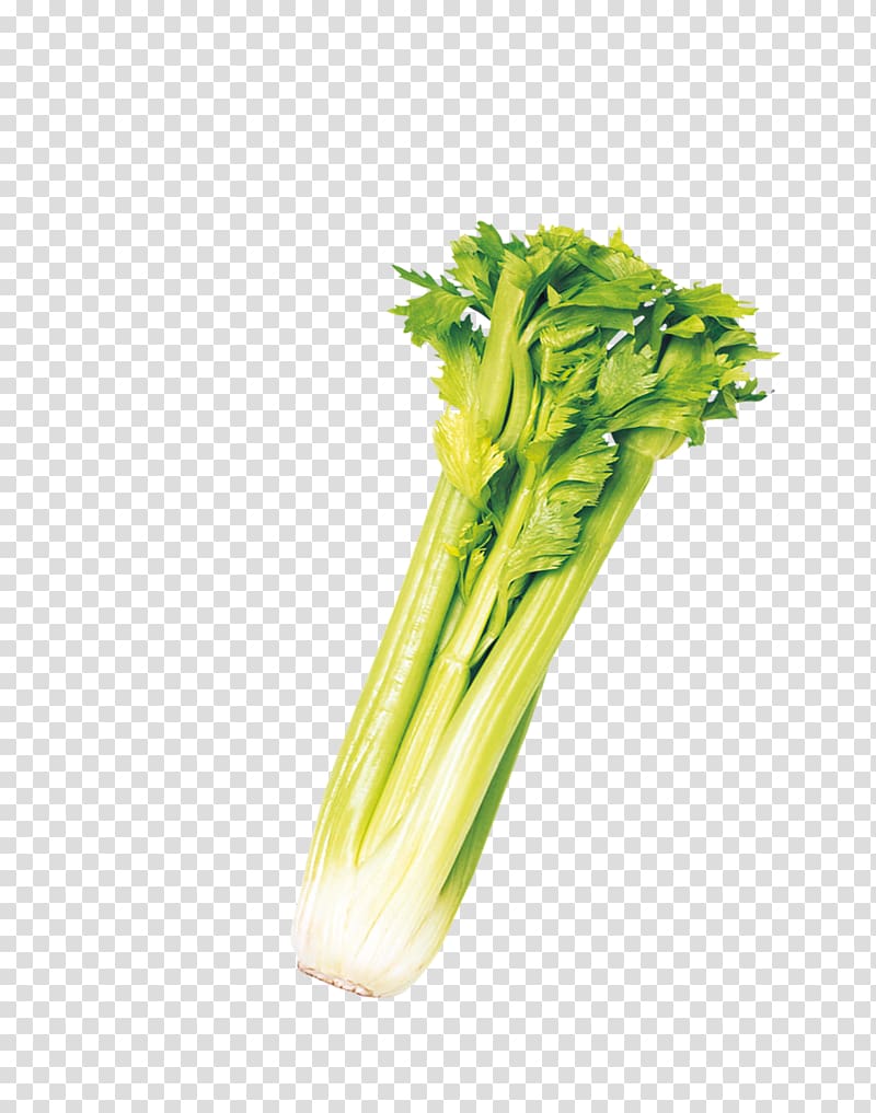 Celery Chard Icon, Beautiful vegetables celery transparent background PNG clipart